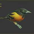 Vibrant Colorful Bird With Black Head Orange Yellow Body And Green Legs On Gray Background