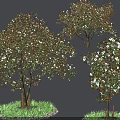 Blooming Trees With White Flowers Surrounded By Green Grass And Small Stones