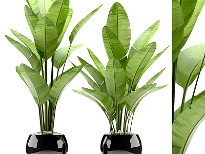 Green Potted Plants With Large Leaves In Black Pots For Indoor Decoration 3d model