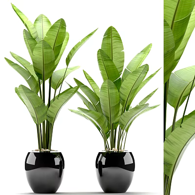 Green Potted Plants With Large Leaves In Black Pots For Indoor Decoration 3d model