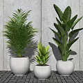 Various Green Potted Plants in White Pots Against Grey Wall and Wooden Floor