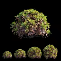 Round Shaped Shrubs With Green And Purple Leaves In Various Sizes On Black Background