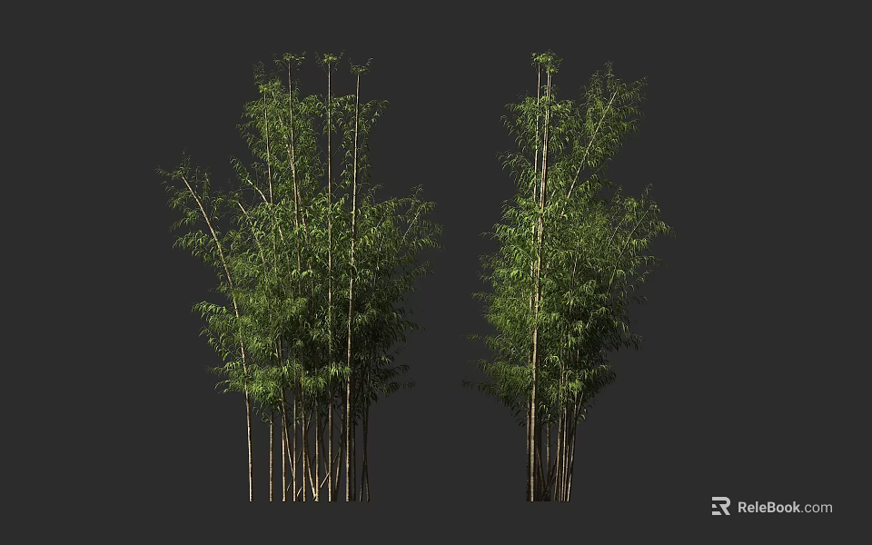 Green Bamboo Clusters With Tall Stems And Lush Leaves In Natural Scene 3d model 