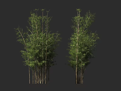 Green Bamboo Clusters With Tall Stems And Lush Leaves In Natural Scene 3d model