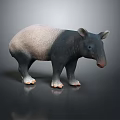 Tapir With Gray And Black Body Standing On Shiny Surface 3D Rendering 3d model