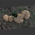 Brown Mushrooms with White Spotted Caps Light Brown Stems on Green Moss Dried Leaves
