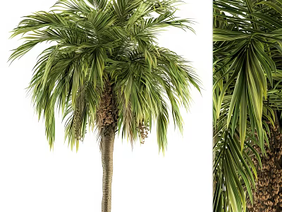 Tall Tropical Palm Tree With Lush Green Fronds And Brown Fruit Clusters 3d model
