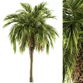 Tall Tropical Palm Tree With Lush Green Fronds And Brown Fruit Clusters