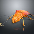 Orange Leaf Insect With Detailed Wing Texture Long Antennae And Small Leaf On Black Background