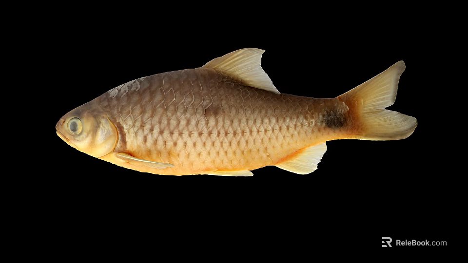 Aquatic Animal Fish Featuring Golden Scales Fins And Tail Isolated On Black Background 3d model 