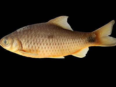 Aquatic Animal Fish Featuring Golden Scales Fins And Tail Isolated On Black Background 3d model