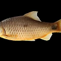 Aquatic Animal Fish Featuring Golden Scales Fins And Tail Isolated On Black Background