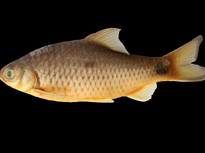 Aquatic Animal Fish Featuring Golden Scales Fins And Tail Isolated On Black Background 3d model