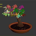 Potted Fruit Tree With Green And Orange Fruits In Orange Planter