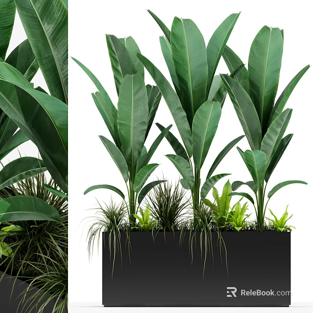 Lush Potted Plants With Large Green Leaves In Black Rectangular Planter And Mixed Grasses 3d model 