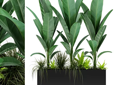 Lush Potted Plants With Large Green Leaves In Black Rectangular Planter And Mixed Grasses 3d model