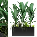 Lush Potted Plants With Large Green Leaves In Black Rectangular Planter And Mixed Grasses