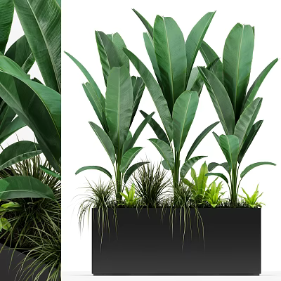Lush Potted Plants With Large Green Leaves In Black Rectangular Planter And Mixed Grasses 3d model