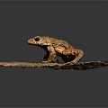 Brown Toad With Rough Skin And Black Eyes On Spotted Stone Against Dark Background