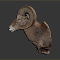 Modern Sheep Sheep Goat Lamb 3d model