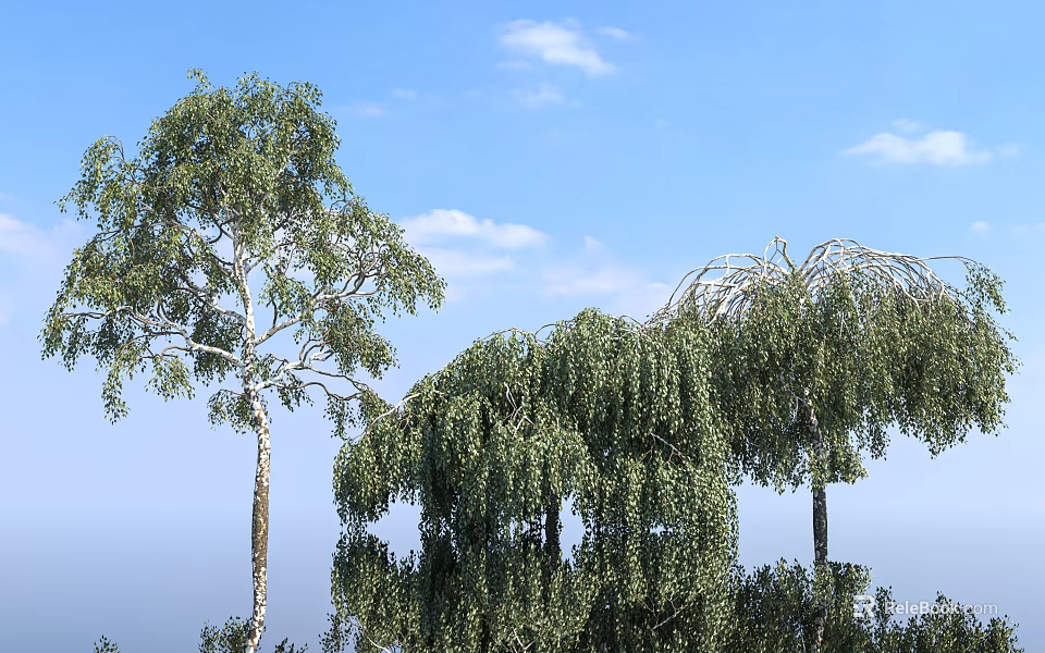 Weeping Birch Trees with Lush Green Leaves Against Clear Blue Sky and White Clouds 3d model 