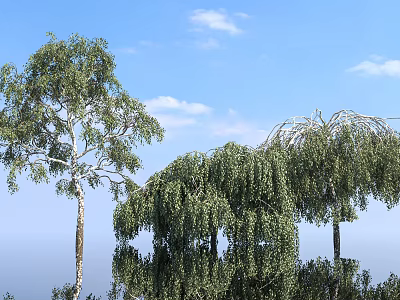 Weeping Birch Trees with Lush Green Leaves Against Clear Blue Sky and White Clouds 3d model
