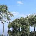 Trees Plants Forest Greening Street Trees Landscape Trees Park Forest Simulation Plant Decorations Game Scene Props 3d model