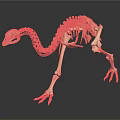 Detailed Avian Skeleton Organ Structure With Long Neck Slender Legs And Claws On Dark Background