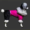 Poodle Dog Wearing Pink Outfit With White Furry Trim Against Gray Background