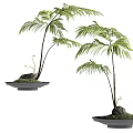 Bonsai Potted Plants With Palm Like Green Leaves On Decorative Tray