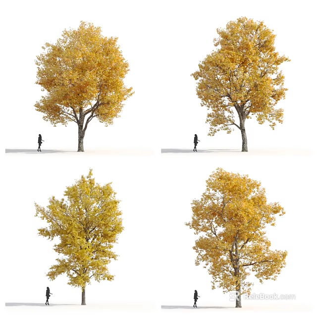 Tall Deciduous Trees With Vibrant Yellow Leaves And Person Walking Below 3d model 