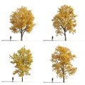 Tall Deciduous Trees With Vibrant Yellow Leaves And Person Walking Below