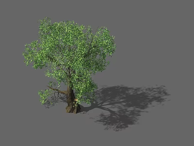 Lush Green Arbor With Dense Foliage Branched Trunk And Ground Shadow 3d model