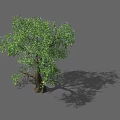 Lush Green Arbor With Dense Foliage Branched Trunk And Ground Shadow 3d model