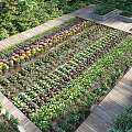Vibrant Vegetable Garden Landscape With Raised Beds Colorful Flowers Lush Greens And Wooden Pathways