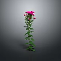 Tall Green Stem Plant With Lush Leaves And Pink Flowers
