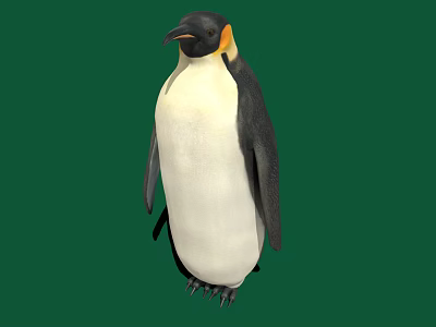 Emperor Penguin With Black And White Feathers And Yellow Neck Patch On Green Background 3d model