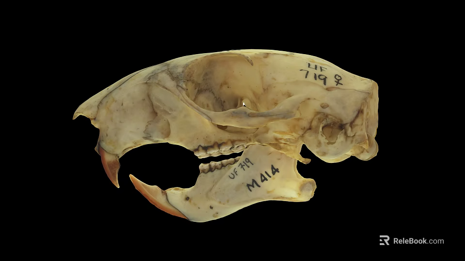 Animal Skull Specimen Marked M144 With Handwritten Numbers And Details 3d model 