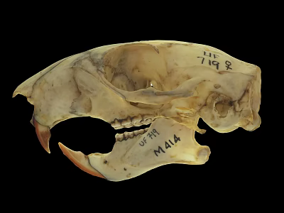 Animal Skull Specimen Marked M144 With Handwritten Numbers And Details 3d model