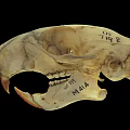 Animal Skull Specimen Marked M144 With Handwritten Numbers And Details