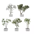 Multiple Potted Bonsai Trees In Gray Square Concrete Pots With Various Leafy Branches