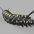 Vibrant Reptile With Black Body And Yellow Spots Long Antennae On Gray Surface