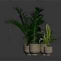 Lush Potted Indoor Plants With Different Leaf Shapes In Light Brown Pots On Dark Surface