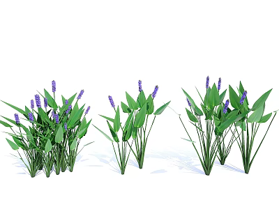 Beautiful Aquatic Plants With Green Leaves And Purple Flowers In Clusters 3d model