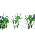 Beautiful Aquatic Plants With Green Leaves And Purple Flowers In Clusters