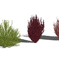 Green Red and Burgundy Shrubs Different Colored Varieties for Garden Landscaping