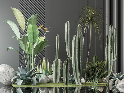 Potted Plants with Cactus Large Leafy Plants and Decorative Stones Against Modern Grey Wall Setting 3d model