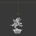 Bonsai Tree with Curved Trunk Green Leaves in Light Pot with Pebbles on Wooden Tabletop