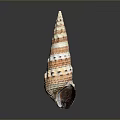 Aquatic Animal Conch Spiral Shell Featuring Red And White Stripes Displayed On Gray Background
