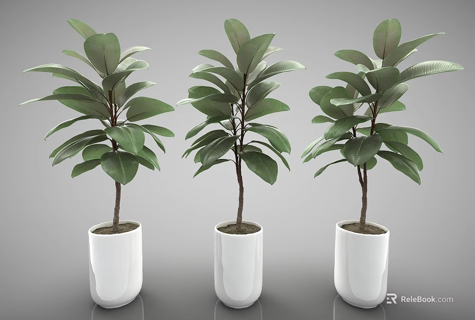 Three Lush Potted Plants Featuring Green Leaves In White Ceramic Pots 3d model 